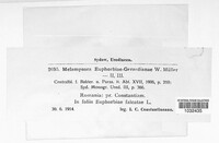 Melampsora euphorbiae image
